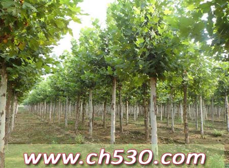 关于 4寸-8寸集成电路晶圆片测试(CP) 51Sole