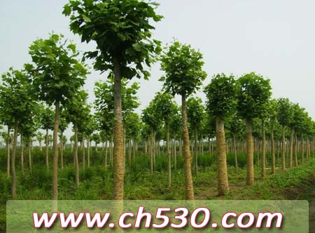 关于 4寸-8寸集成电路晶圆片测试(CP) 51Sole