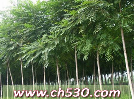 【湖南长沙30公分皂角35公分皂角40公分皂角